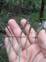 Prostanthera linearis