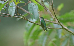 Taphrospilus hypostictus