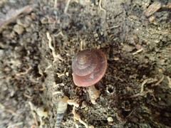 Quantula striata