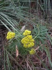 Cassinia aureonitens