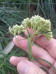 Cassinia aureonitens