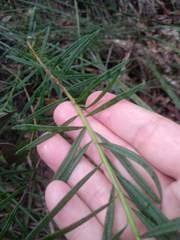Cassinia aureonitens