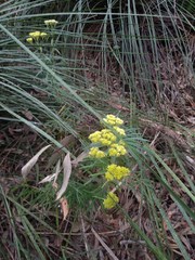 Cassinia aureonitens