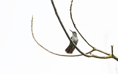 Taphrospilus hypostictus