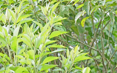 Leptopogon superciliaris