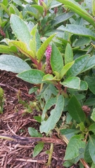 Phytolacca bogotensis