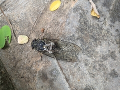 Hyalessa maculaticollis