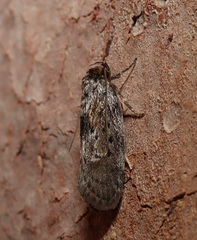 Philobota polypenthes
