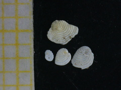 Peneroplis planatus