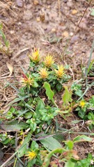 Macledium latifolium