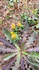 Macledium latifolium