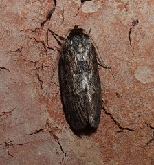 Philobota polypenthes