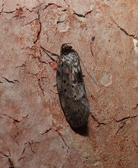 Philobota polypenthes