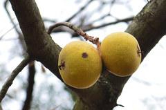 Juglans nigra