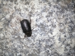 Holotrichia parallela