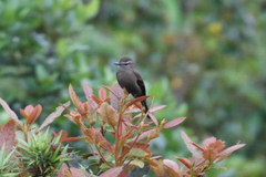 Myiotheretes fumigatus