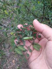 Bossiaea rhombifolia