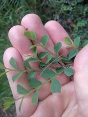 Bossiaea rhombifolia
