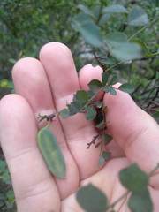 Bossiaea rhombifolia