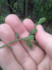 Bossiaea rhombifolia