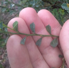 Bossiaea rhombifolia