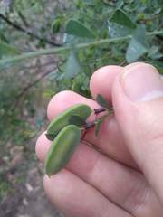 Bossiaea rhombifolia
