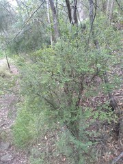 Bossiaea rhombifolia
