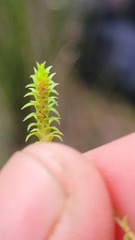Selaginella pygmaea