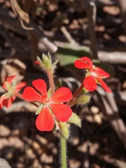 Pelargonium inquinans