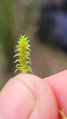 Selaginella pygmaea