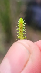 Selaginella pygmaea