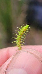 Selaginella pygmaea