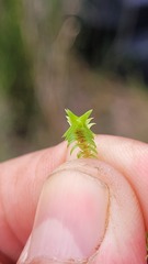 Selaginella pygmaea