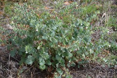 Hyoscyamus albus