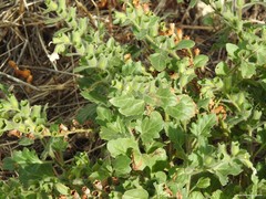 Hyoscyamus albus