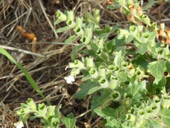 Hyoscyamus albus