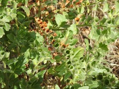 Hyoscyamus albus