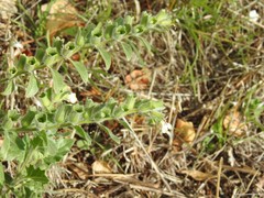 Hyoscyamus albus