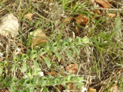 Hyoscyamus albus