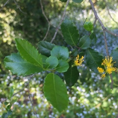 Azara serrata