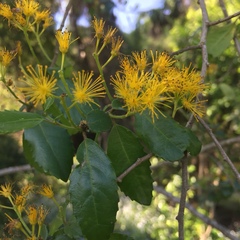 Azara serrata