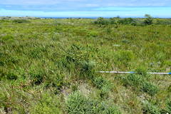 Elegia microcarpa