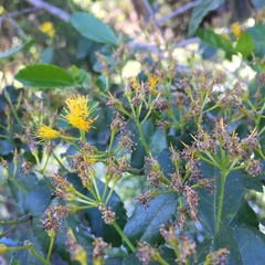 Azara serrata