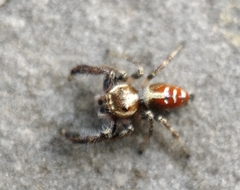 Thyene imperialis