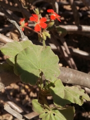 Pelargonium inquinans