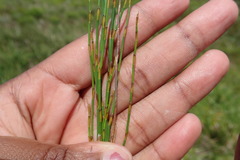Elegia microcarpa