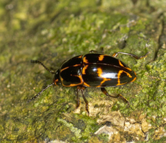 Episcaphula tamburinea