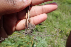 Elegia microcarpa