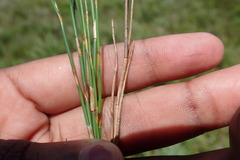 Elegia microcarpa