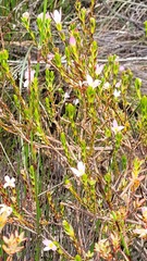 Lachnaea grandiflora